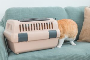 ペットタクシー